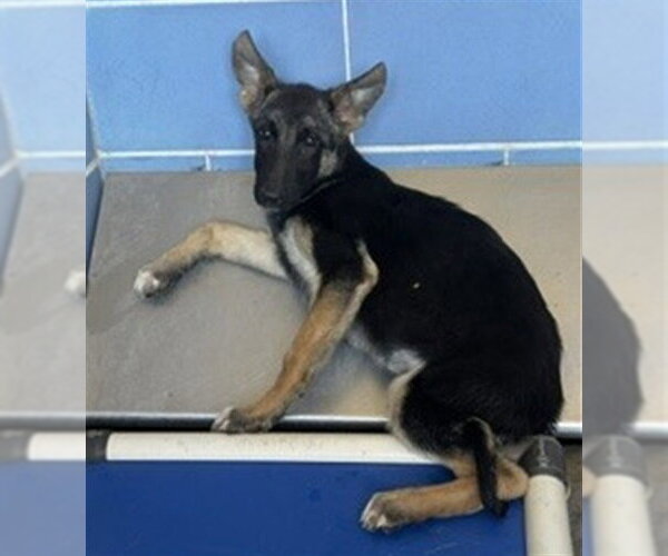 Medium Photo #2 German Shepherd Dog Puppy For Sale in Norco, CA, USA
