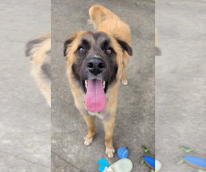 Anatolian Shepherd-Unknown Mix Dogs for adoption in Rockaway, NJ, USA