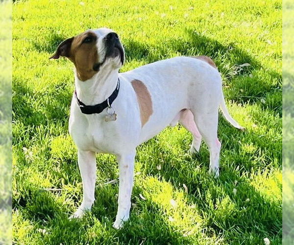 Medium Photo #13 American Pit Bull Terrier-Unknown Mix Puppy For Sale in Germantown, OH, USA