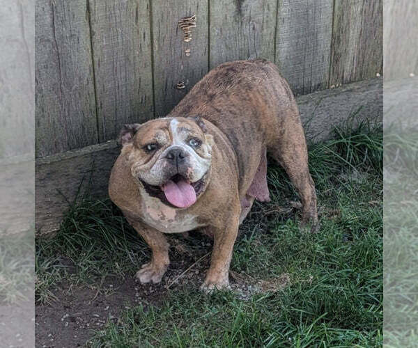 Medium Photo #1 English Bulldog Puppy For Sale in GOSHEN, IN, USA