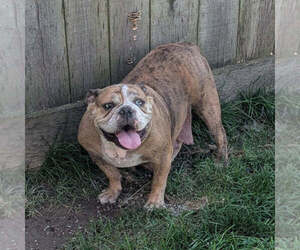 Mother of the English Bulldog puppies born on 06/29/2026