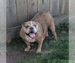Small Photo #1 English Bulldog Puppy For Sale in GOSHEN, IN, USA