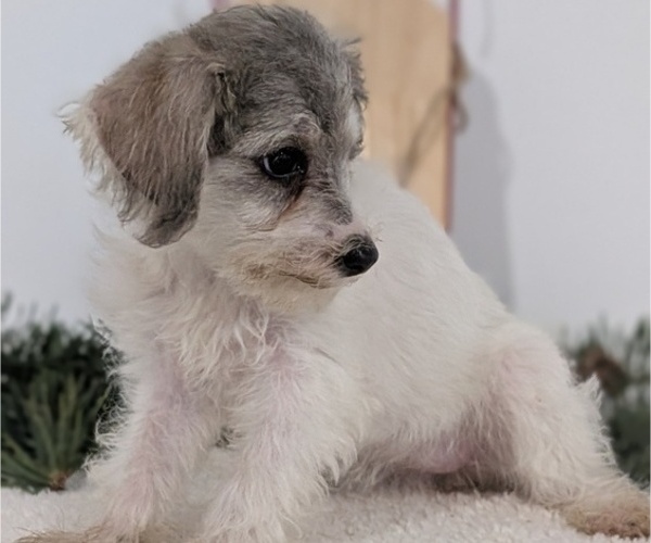 Medium Photo #39 Schnoodle (Miniature) Puppy For Sale in GOSHEN, IN, USA