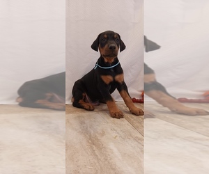 Doberman Pinscher Puppy for sale in MARIPOSA, CA, USA