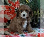 Small Photo #1 Cavapoo Puppy For Sale in PARKESBURG, PA, USA