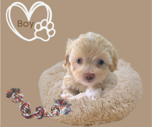 Maltipoo-Poodle (Toy) Mix Puppy for sale in PALM COAST, FL, USA