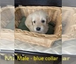 Image preview for Ad Listing. Nickname: M blue collar