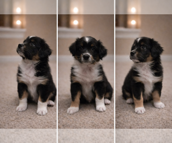 Medium Photo #8 Australian Shepherd Puppy For Sale in SAINT JOHN, IN, USA