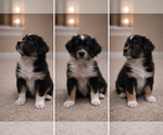 Small #7 Australian Shepherd
