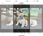 Small Photo #65 French Bulldog Puppy For Sale in ORANGE, TX, USA