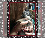 Small Photo #13 Pembroke Welsh Corgi Puppy For Sale in LOGAN, NM, USA