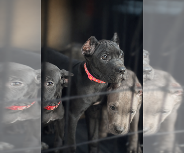 Medium Photo #17 Cane Corso Puppy For Sale in ANDERSON, IN, USA