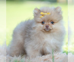 Puppy Cutiepie AKC Pomeranian