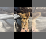 Puppy Waylon Pomsky