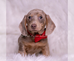 Small #4 Dachshund