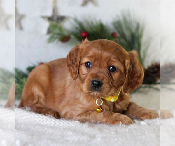 Medium Photo #5 Golden Retriever Puppy For Sale in LITITZ, PA, USA