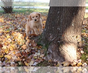 Goldendoodle Puppy for sale in FAIR GROVE, MO, USA