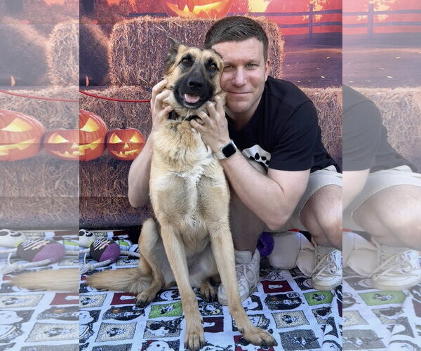 Medium Photo #6 German Shepherd Dog Puppy For Sale in Lake Elsinore, CA, USA