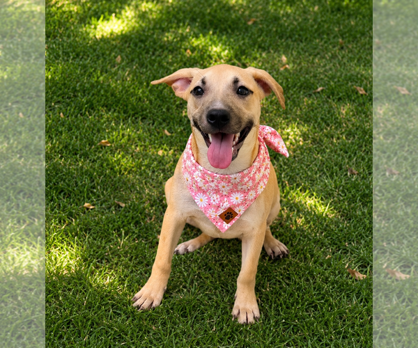 Medium Photo #1 Mutt Puppy For Sale in Phoenix, AZ, USA