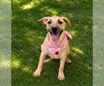 Ramen - Female Mutt Dog for Adoption - Small photo