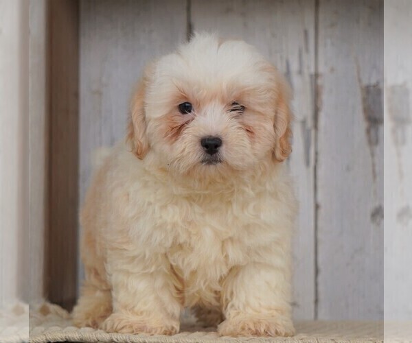 Medium Photo #3 Shih-Poo Puppy For Sale in FREDERICKSBG, OH, USA