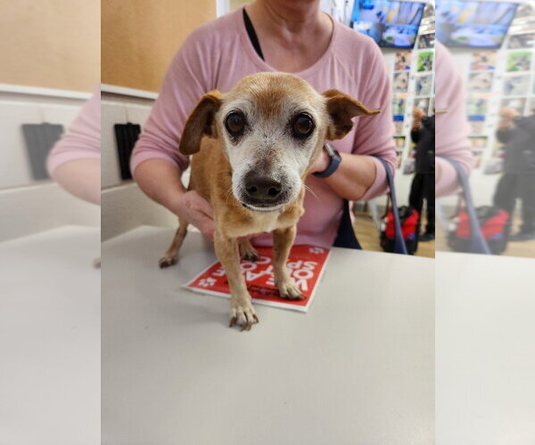 Medium Photo #1 Chihuahua-Unknown Mix Puppy For Sale in Rowlett, TX, USA