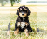 Small Photo #1 Bernedoodle-Poodle (Miniature) Mix Puppy For Sale in SHIPSHEWANA, IN, USA