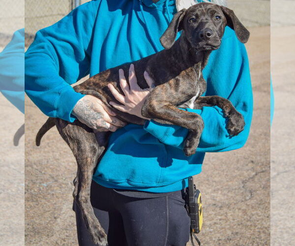 Medium Photo #2 Boxer-Plott Hound Mix Puppy For Sale in Huntley, IL, USA