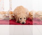 Small Photo #13 Goldendoodle Puppy For Sale in CENTENNIAL, CO, USA