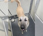 Small Anatolian Shepherd