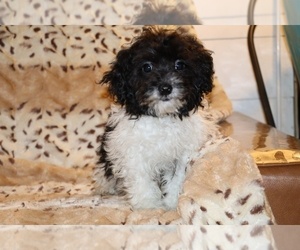 Goldendoodle (Miniature) Puppy for sale in DYERSBURG, TN, USA