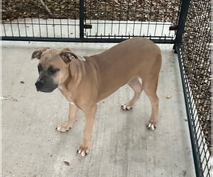 Lily - Female Mutt Dog for Adoption - Photo #2