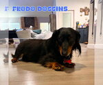 Small #2 Dachshund