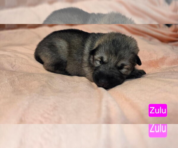Medium Photo #1 American Pit Bull Terrier-Unknown Mix Puppy For Sale in Duluth, MN, USA