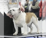 Small Photo #1 English Bulldog Puppy For Sale in BROOKLYN, NY, USA