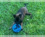 Small #4 Belgian Malinois