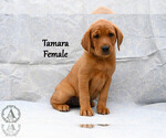 Puppy Tamara Labrador Retriever
