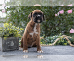 Small #2 Boxer