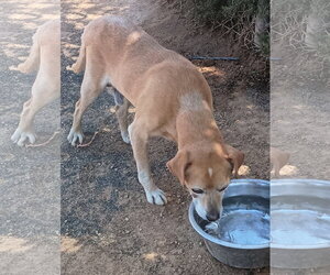 Beagle-Unknown Mix Dogs for adoption in Apple Valley, CA, USA