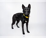 Small #1 Mutt