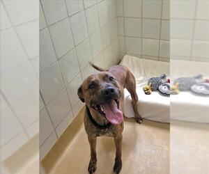 Labrador Retriever-Unknown Mix Dogs for adoption in Derwood, MD, USA