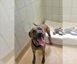 Small Labrador Retriever Mix