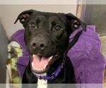 Small #15 Labrador Retriever Mix