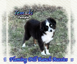 Miniature Australian Shepherd Puppy for sale in FORESTBURG, TX, USA