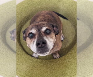 American Staffordshire Terrier-Dachshund Mix Dogs for adoption in Chandler, AZ, USA