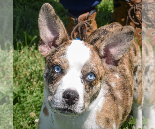 Medium Photo #5 Australian Shepherd-Basenji Mix Puppy For Sale in Huntley, IL, USA