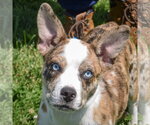 Small #4 Australian Shepherd-Basenji Mix