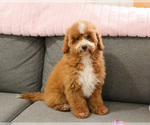 Small #15 Goldendoodle mix (+ Poodle Miniature)