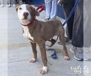 Boxador Dogs for adoption in Washington, DC, USA