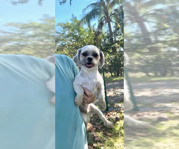 Medium Photo #6 Shih Tzu Puppy For Sale in Weston, FL, USA